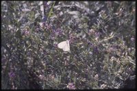 Wildpflanzen am Mühlenteich mit Schmetterling