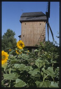 Bockwindmühle und Sonnenblumen