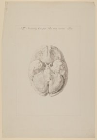 Das Gehirn eines dreijährigen Jungen [Vorzeichnung zu Samuel Thomas Soemmerring, Tabula Baseos Encephali, Frankfurt am Main 1799, Taf. 1]