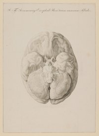 Das Gehirn eines dreijährigen Jungen [Probedruck zu Samuel Thomas Soemmerring, Tabula Baseos Encephali, Frankfurt am Main 1799, Taf. 1]