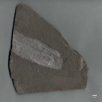 Fossil vom Stamm eines Nadelholzgewächses