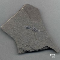 Fossil eines Fisches (Acentropherus glaphyurus)