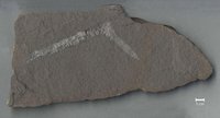 Fossil vom Ast eines Nadelholzgewächses