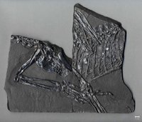 Fossil eines Sauriers (Protorosaurus speneri) [Abguss]