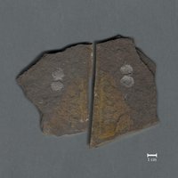 Fossil zweier Muscheln (Schizodus truncatus) [Positiv und Negativ]