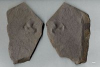 Fossil eines Nautiloideen (Peripetoceras feieslebeni) [Positiv und Negativ]