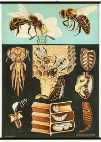 Schulwandbild "Honigbiene (Apis mellifica) "