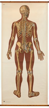 Schulwandbild "Skelett des Menschen mit Bandapparat / Rückseite"