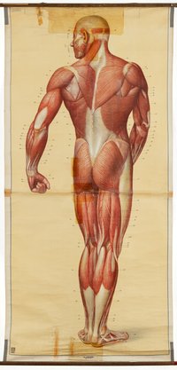 Schulwandbild "Die Muskeln des Menschen, Rückseite"