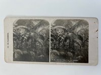 Stereobild, Unbekannter Fotograf, Frankfurt, Nr. 15, Der Palmengarten, Herrscher-Palme, ca. 1914.