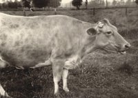 Fusion der Genossenschaften: Viehverwertung Sulingen, Viehverwertung Grafschaft Hoya und der Schlachtvieherzeugergemeinschaft Hoya, 2002
