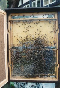 Bienenverschwinden / Bienensterben / Bienenschutz