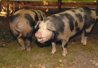 Freiland-Haltung von Schweinen auf dem Hof Frank Thies, Helzendorf