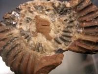 Zinkblende in Ammonit