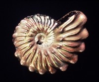 Otohoplites bulliensis
