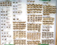 Sammlung Bastian - Tortricidae-Pyralidae