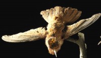 Juan-Fernandez-Kolibri (Sephanoides fernandensis)