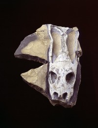 Nothosaurus Giganteus