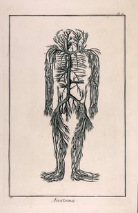 Anatomie, Pl. IX