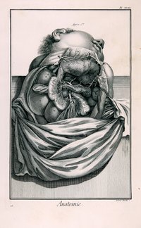 Anatomie, Pl. XVIII