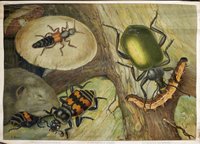 Schulwandbild räuberische Käfer
