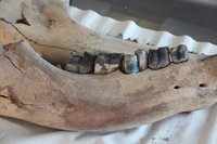 Wollnashorn -Unterkiefer mit Zähnen