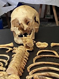 Weibliches Skelett aus der Merowingerzeit