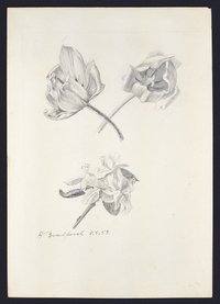 Blumenstudie - Tulpen und Baumblüten