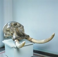 Schädel eines afrikanischen Elefanten (Loxodonta africana) mit Stoßzähnen