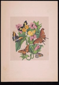 Lithographie-Federzeichnung mit drei Pflanzenstücke