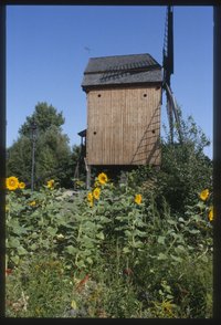Bockwindmühle und Sonnenblumen