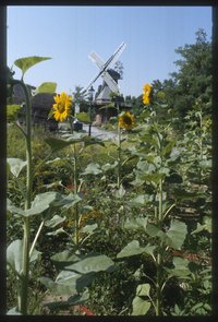 Holländermühle und Sonnenblumen