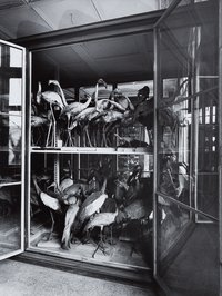 Manfred Hamm: Ornithologische Sammlung im Depot des Naturkunde-Museums in Berlin-Mitte, 1995