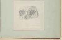 Die menschliche Augenhöhle [Vorzeichnung zu Samuel Thomas Soemmerring, Abbildungen des menschlichen Auges, Frankfurt am Main 1801, Tafel VII ("schattierte" Darstellung), Fig. 4]