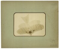 Fotografie Flugversuch Otto Lilienthals mit Doppeldecker