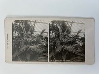 Stereobild, Unbekannter Fotograf, Frankfurt, Nr. 10, Der Palmengarten, Bambus- und Musa-Gruppe, ca. 1914.