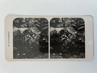 Stereobild, Unbekannter Fotograf, Frankfurt, Nr. 3, Der Palmengarten, Am Weiher, ca. 1914.
