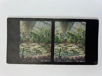 Stereobild, Chromoplast-Bild, Frankfurt, Serie 19, Nr. 132, Gewächshäuser des Palmengartens in Frankfurt a. M., ca. 1920.