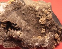 Baryt (BaSO4) in Geoden