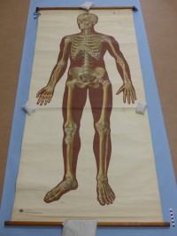 Das Skelett des Menschen mit Bandapparat