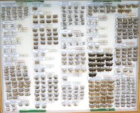 Sammlung Bastian - Eriocraniidae-Tineidae
