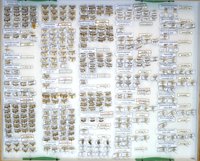 Sammlung Bastian - Tineidae-Gracillariidae