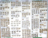 Sammlung Bastian - Pterophoridae-Tortricidae