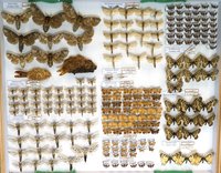 Sammlung Bastian - Cossidae-Papilionidae