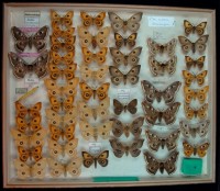 Lepidoptera, Saturniidae (Eudia, Aglia)