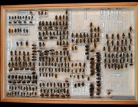 Diptera, Syrphidae, Eristallinae