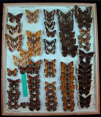Lepidoptera, Nymphalidae