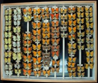 Lepidoptera, Pieridae (Colias)