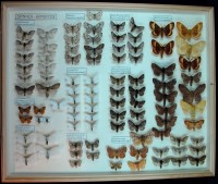 Lepidoptera, Lymantriidea, Lasiocampidae