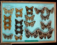 Lepidoptera, Saturniidae